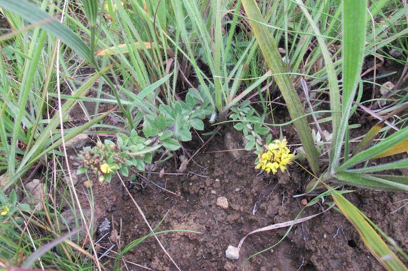 Leobordea eriantha photo 3