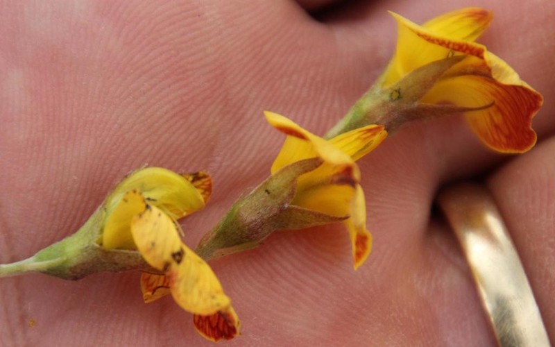 Leobordea eriantha photo 4
