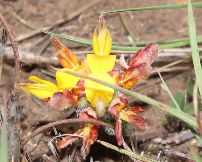 Leobordea eriantha photo 5