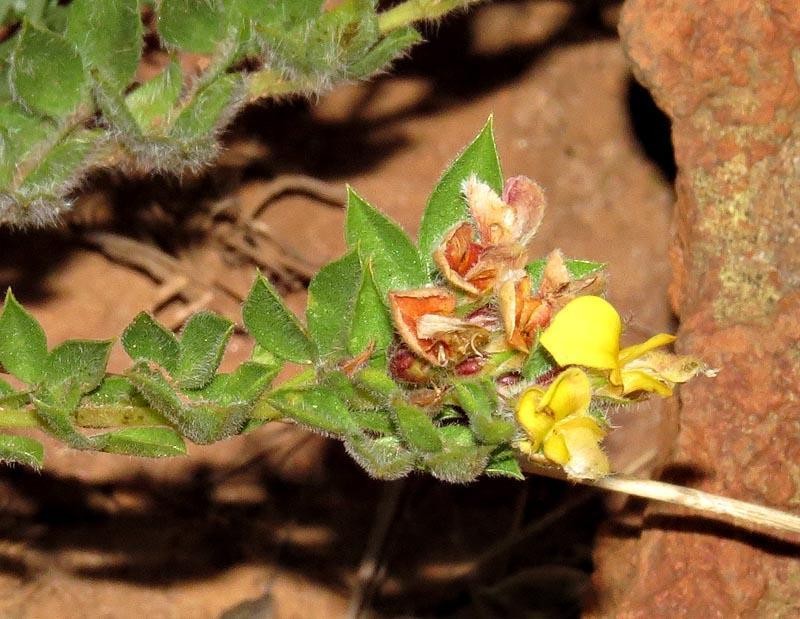 Leobordea eriantha photo 6