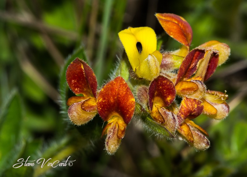 Leobordea eriantha photo 7
