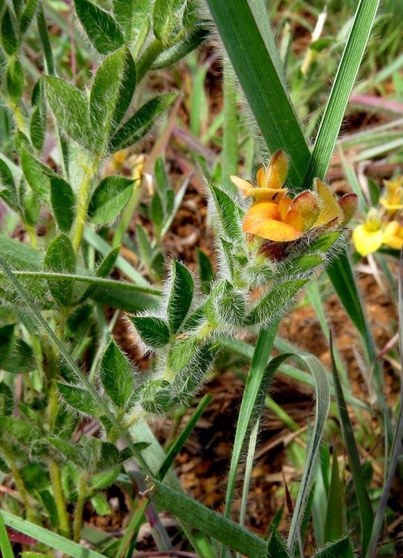 Leobordea eriantha photo 8