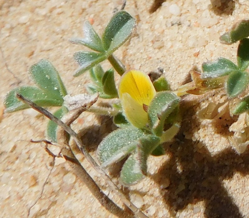 Leobordea esterhuyseniana