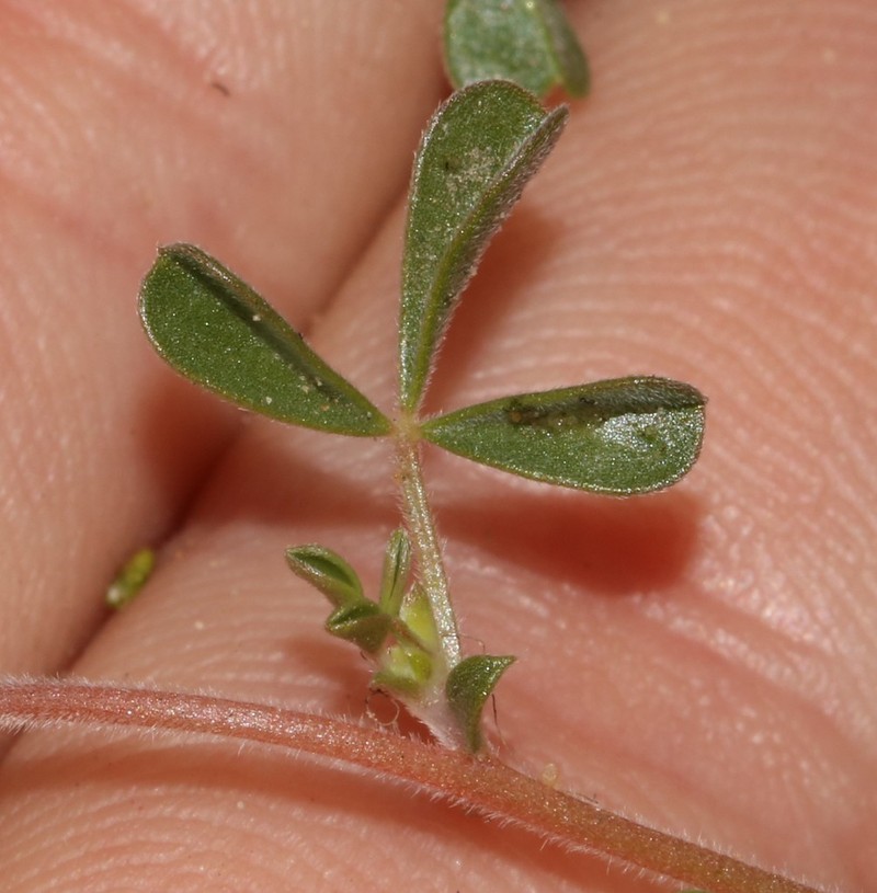 Leobordea esterhuyseniana photo 2
