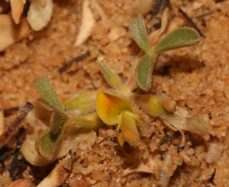 Leobordea esterhuyseniana photo 3