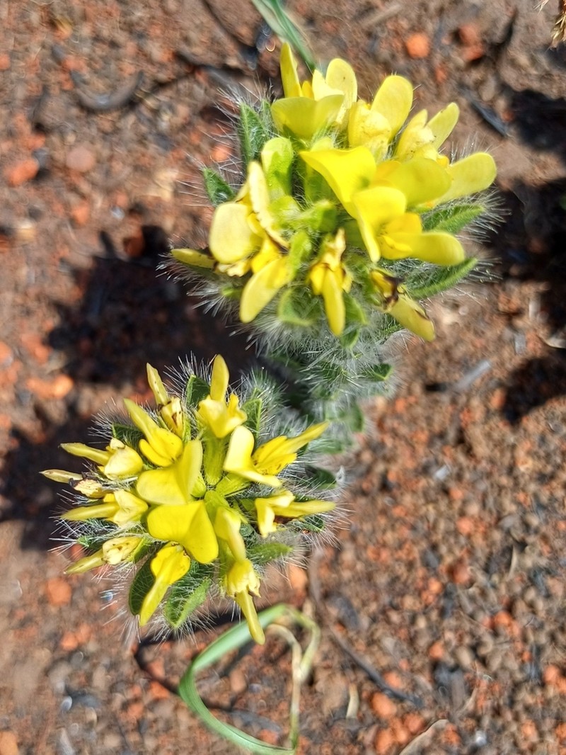Leobordea foliosa photo 2