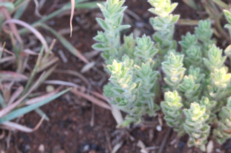 Leobordea foliosa photo 3