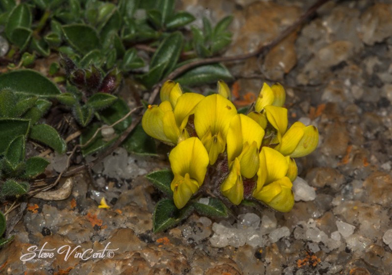 Leobordea foliosa photo 4