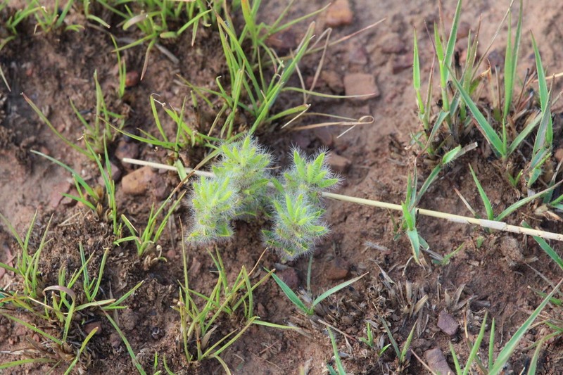 Leobordea foliosa photo 6