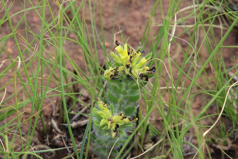 Leobordea foliosa photo 7