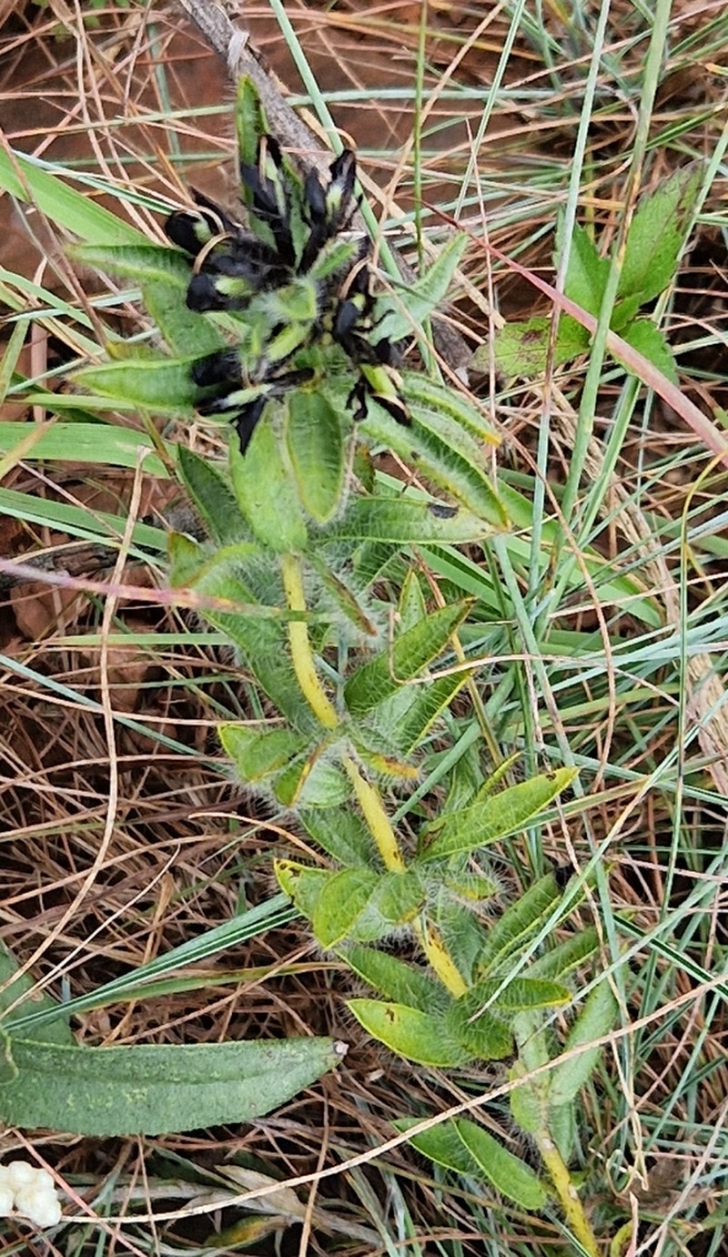 Leobordea foliosa photo 8