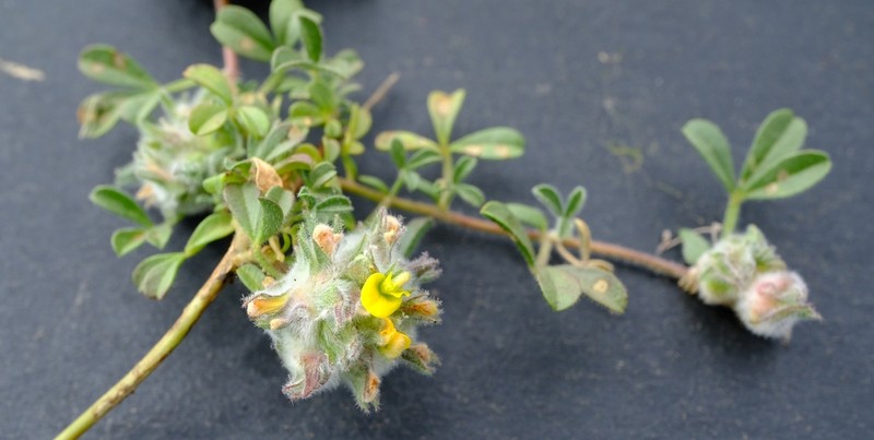 Leobordea globulosa
