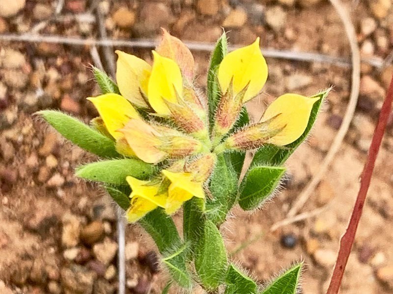 Leobordea grandis photo 2