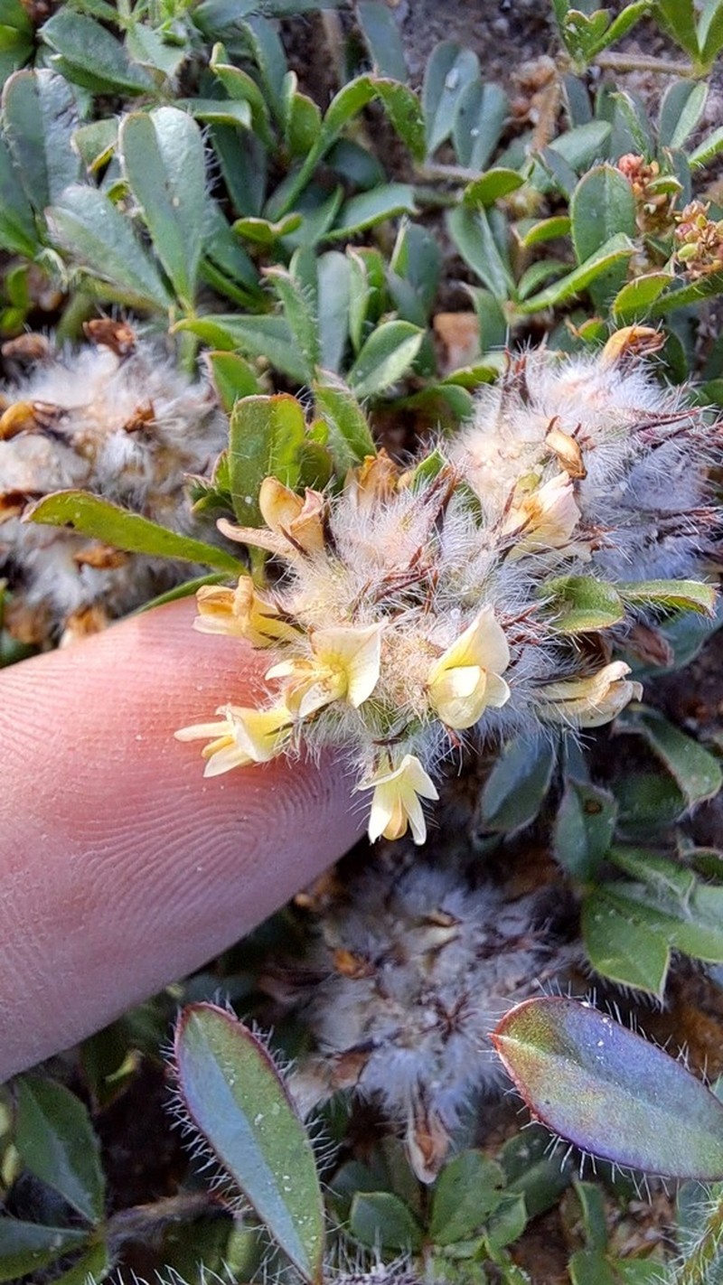 Leobordea lanata