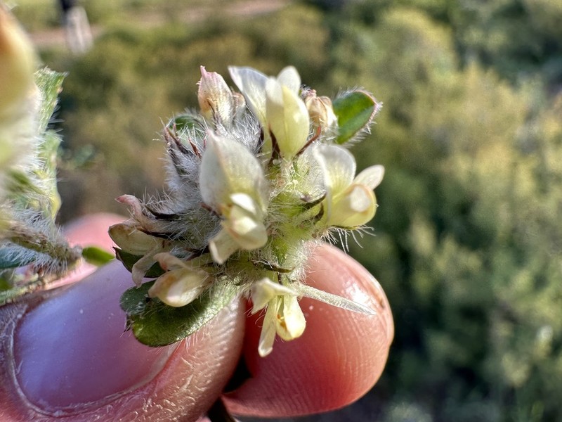 Leobordea lanata photo 2