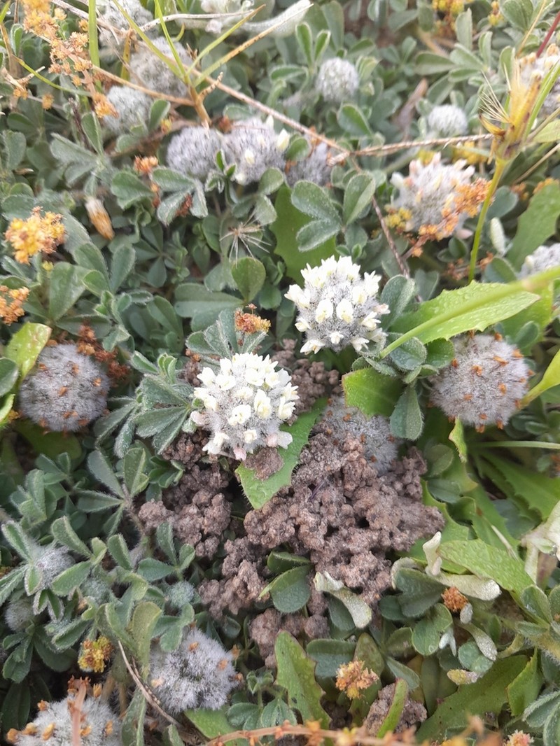 Leobordea lanata photo 3