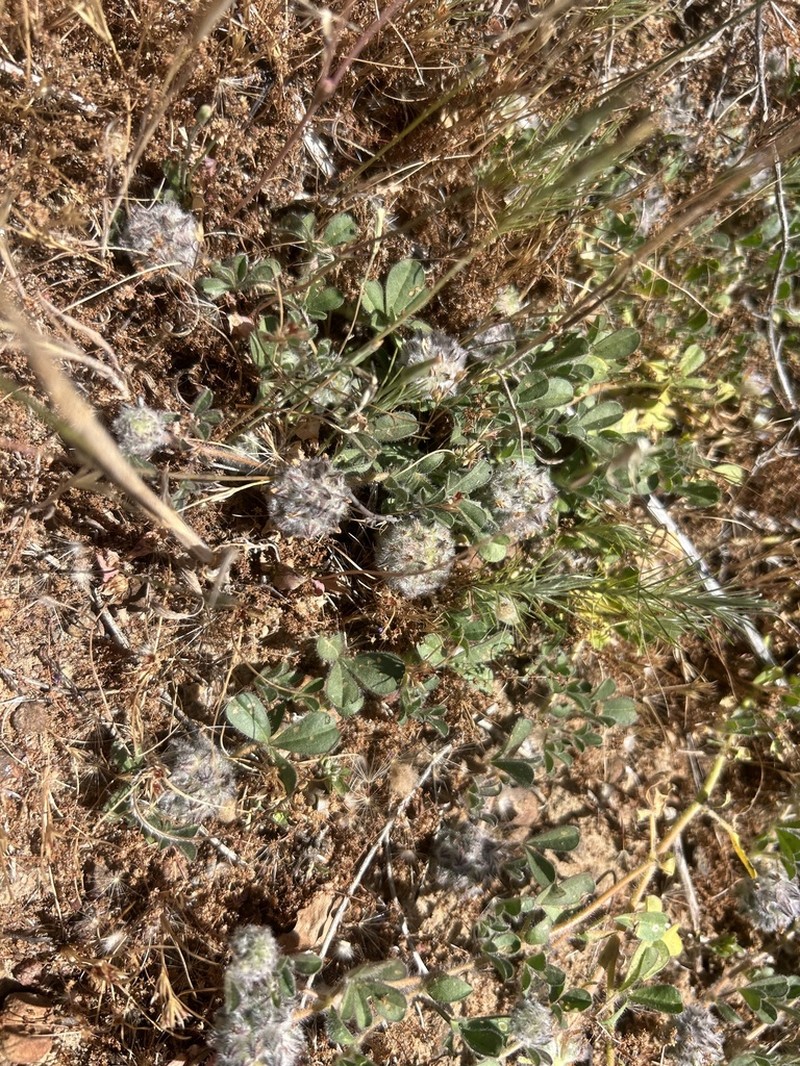 Leobordea lanata photo 4