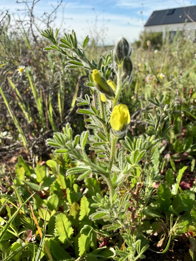 Leobordea lanata photo 5