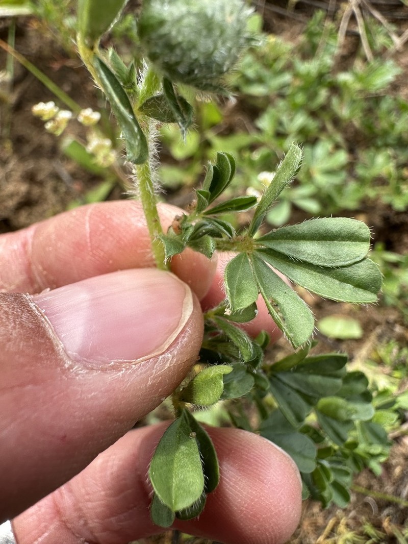 Leobordea lanata photo 6