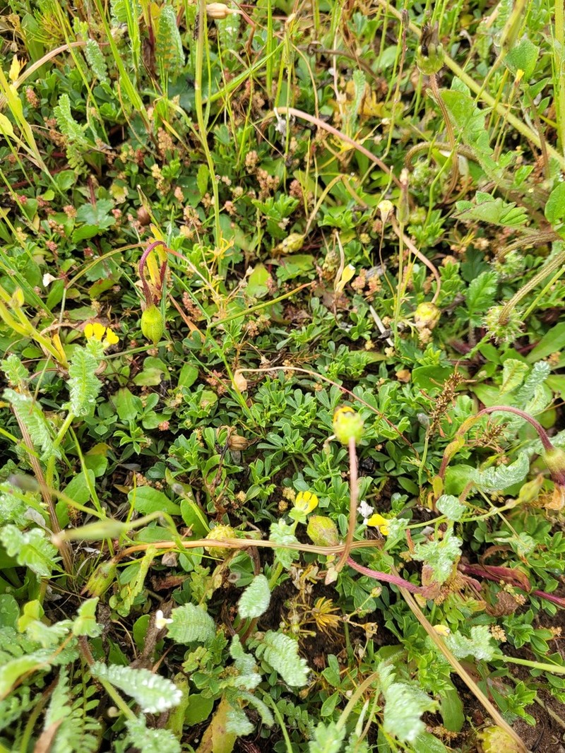 Leobordea lanata photo 7