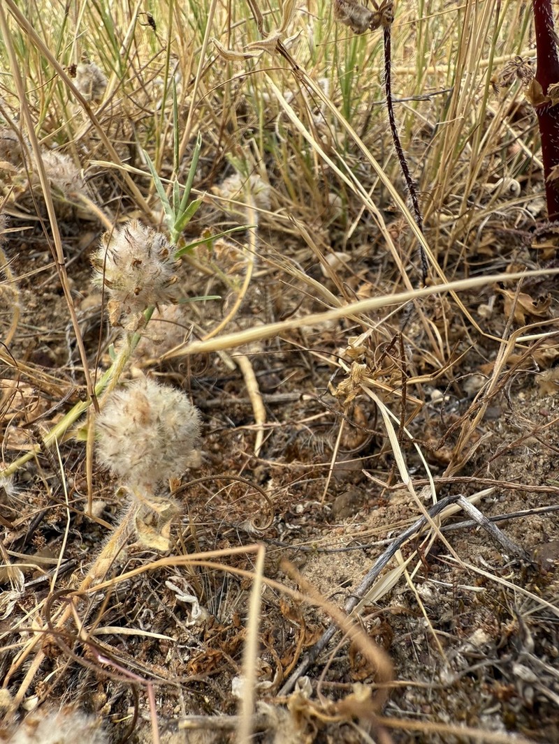 Leobordea lanata photo 8