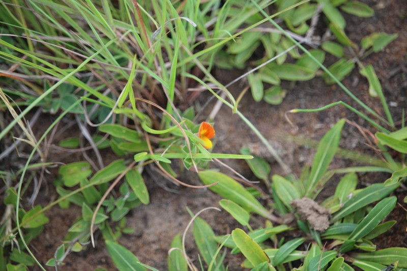 Leobordea lanceolata