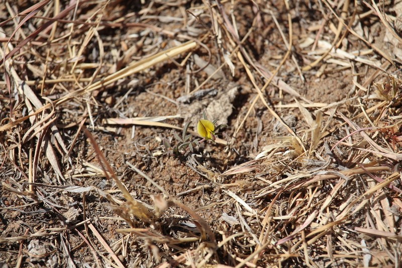 Leobordea lanceolata photo 2