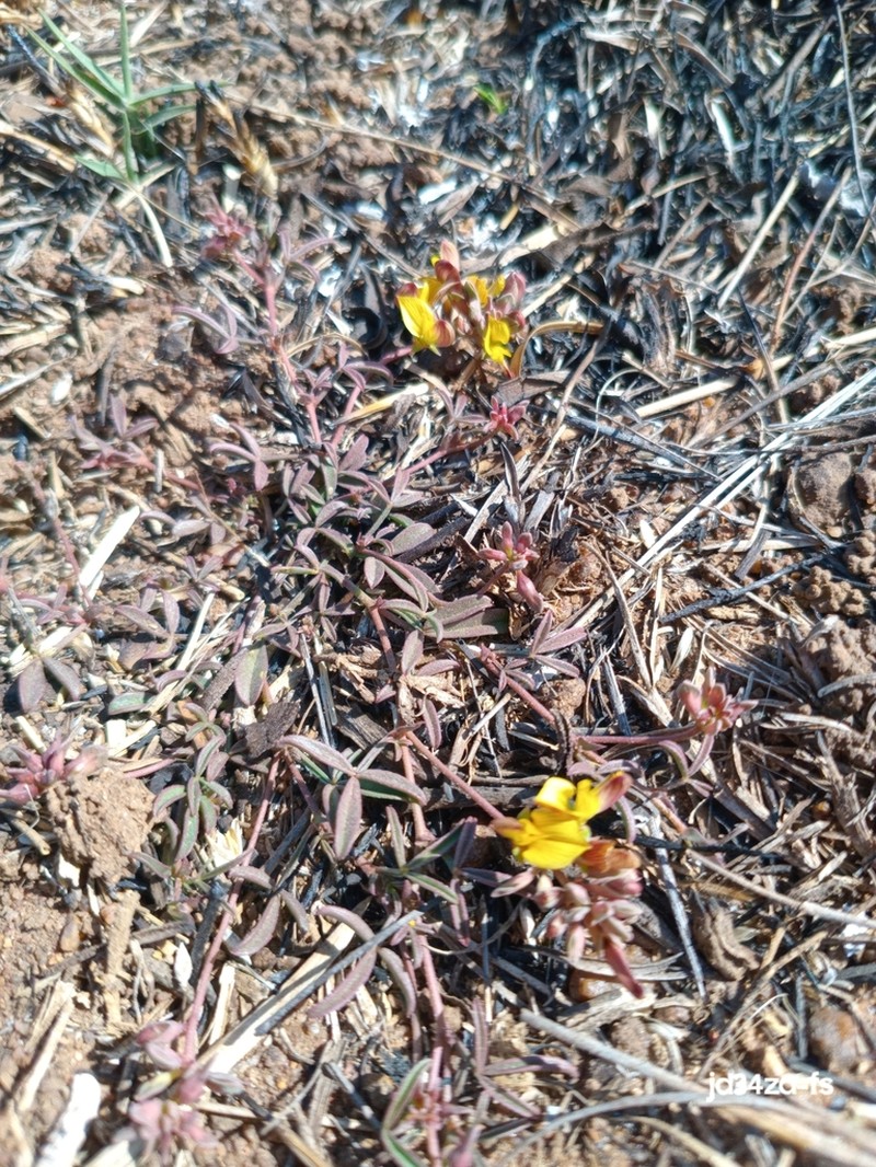 Leobordea lanceolata photo 3