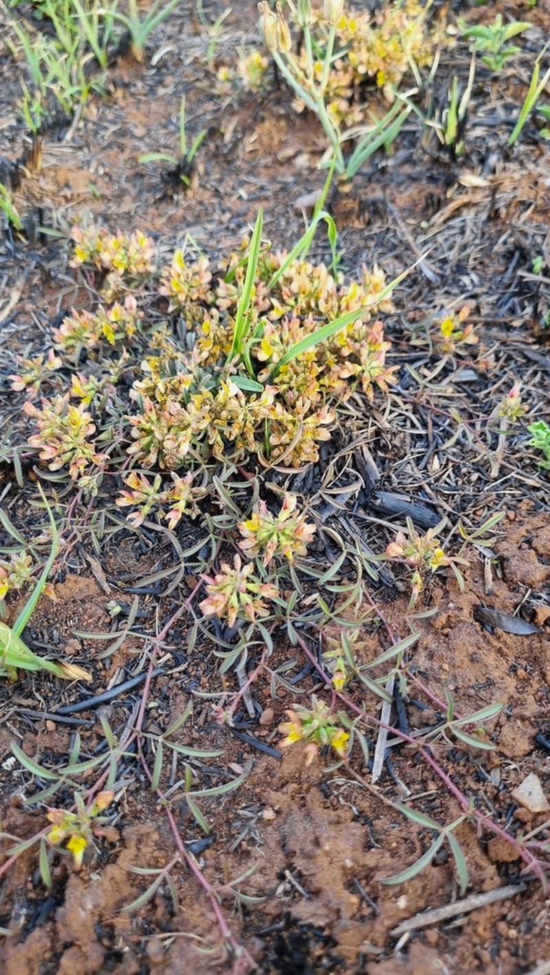 Leobordea lanceolata photo 4