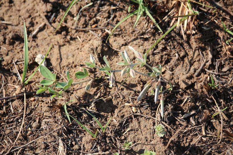 Leobordea lanceolata photo 5
