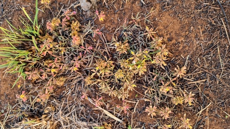 Leobordea lanceolata photo 6
