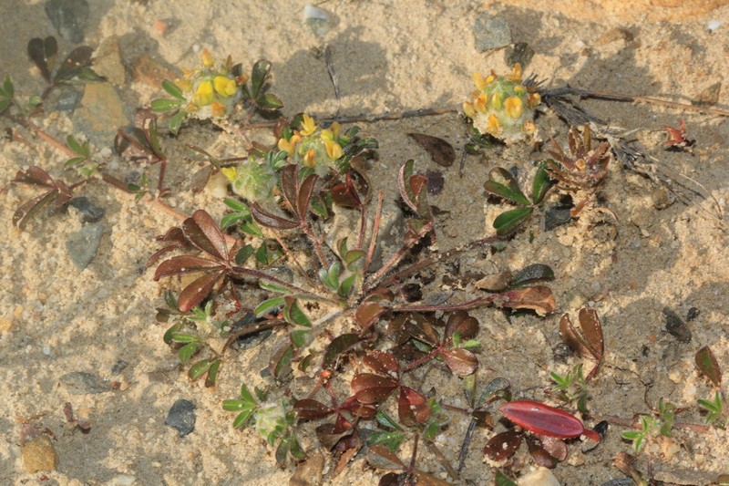 Leobordea longicephala photo 2