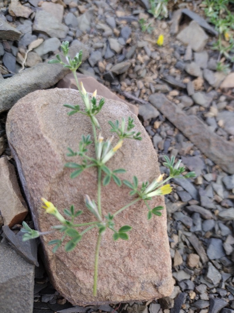 Leobordea longiflora