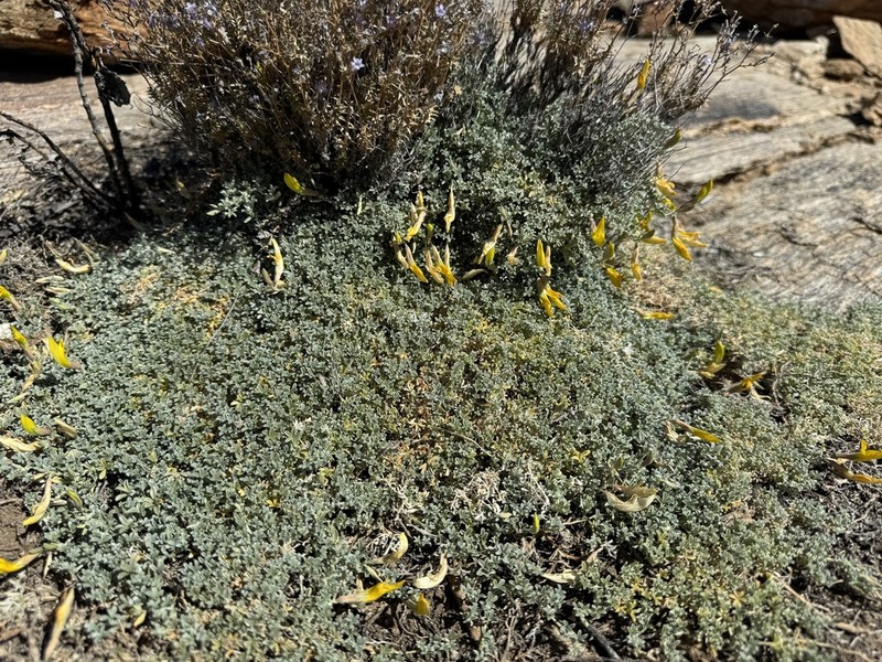 Leobordea longiflora photo 2