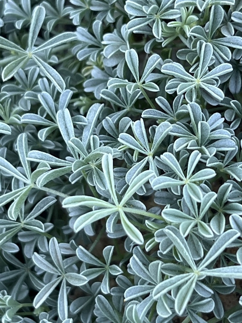 Leobordea longiflora photo 3