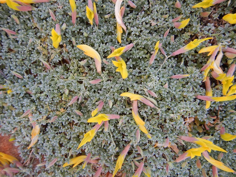 Leobordea longiflora photo 4