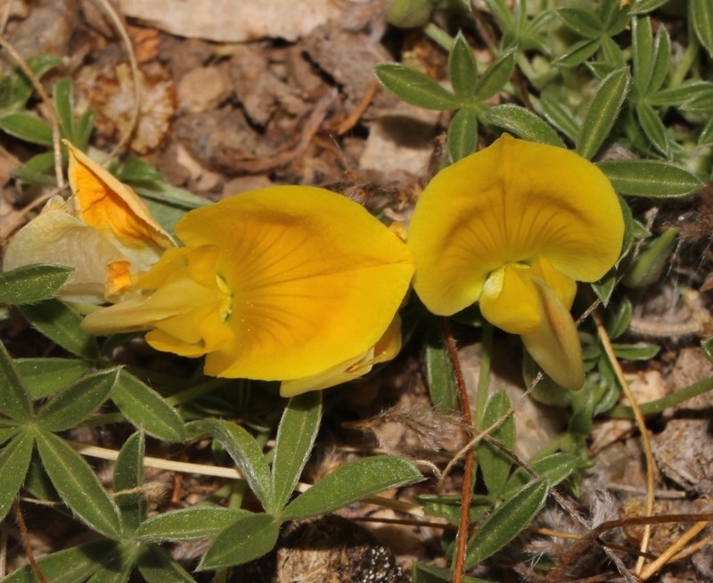 Leobordea magnifica