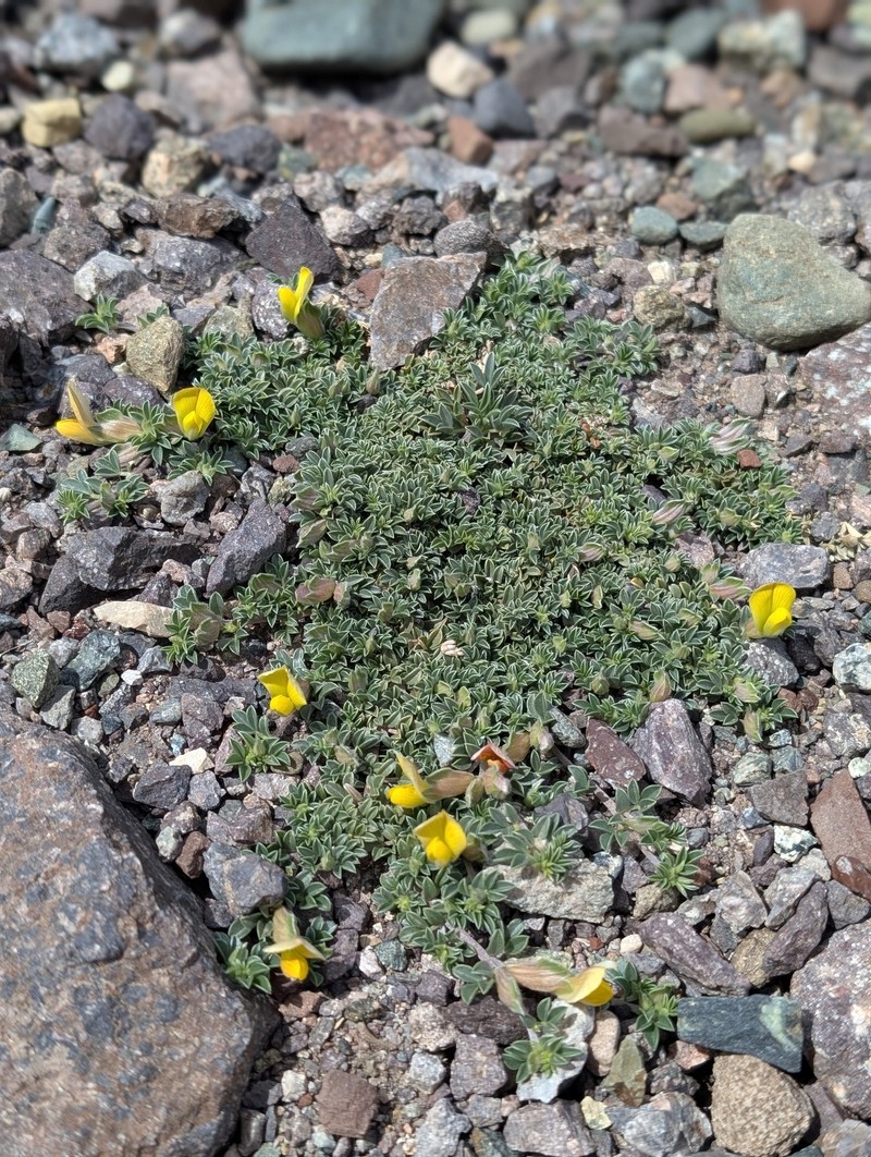 Leobordea maroccana