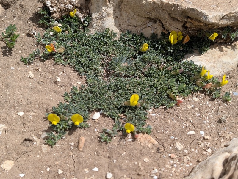 Leobordea maroccana photo 2