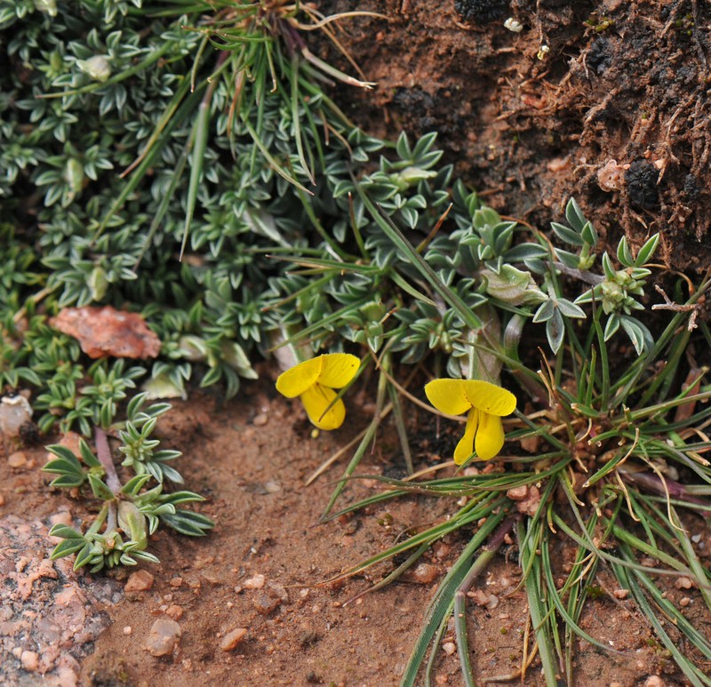 Leobordea maroccana photo 3