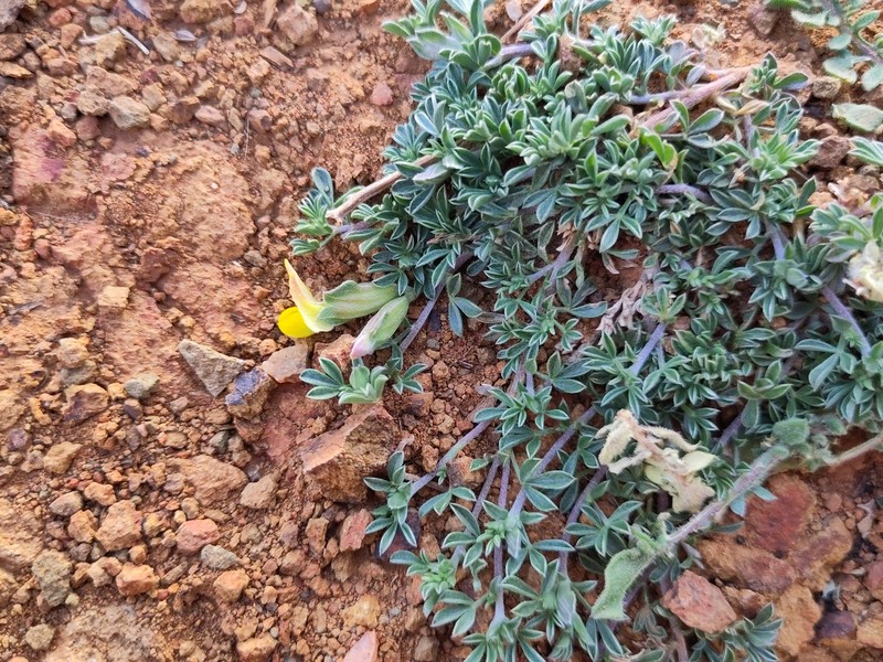 Leobordea maroccana photo 4