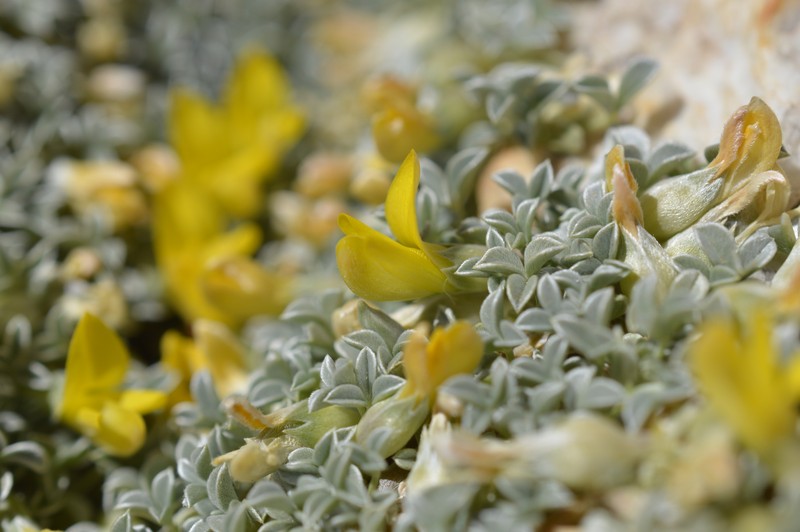 Leobordea mirabilis photo 2