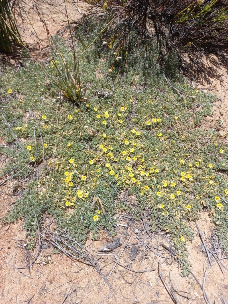 Leobordea mollis