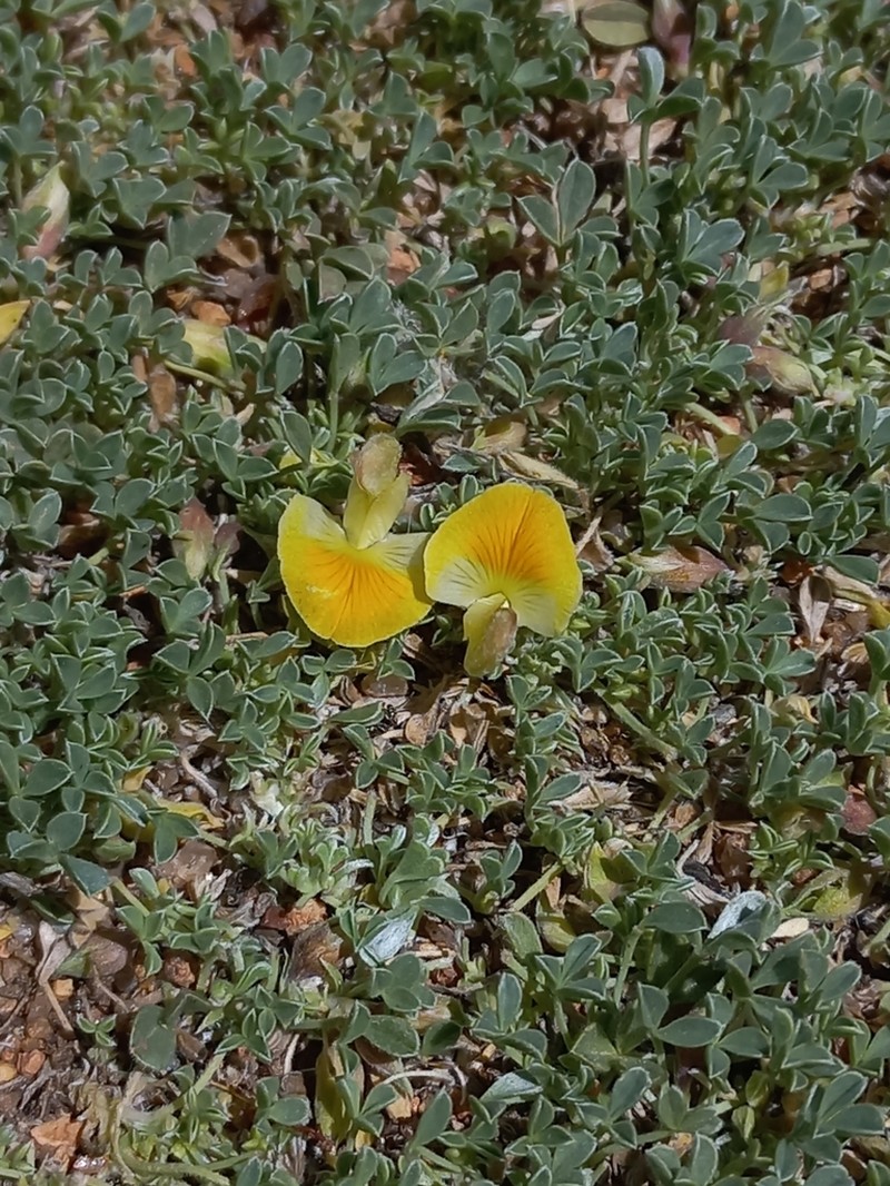 Leobordea mollis photo 2
