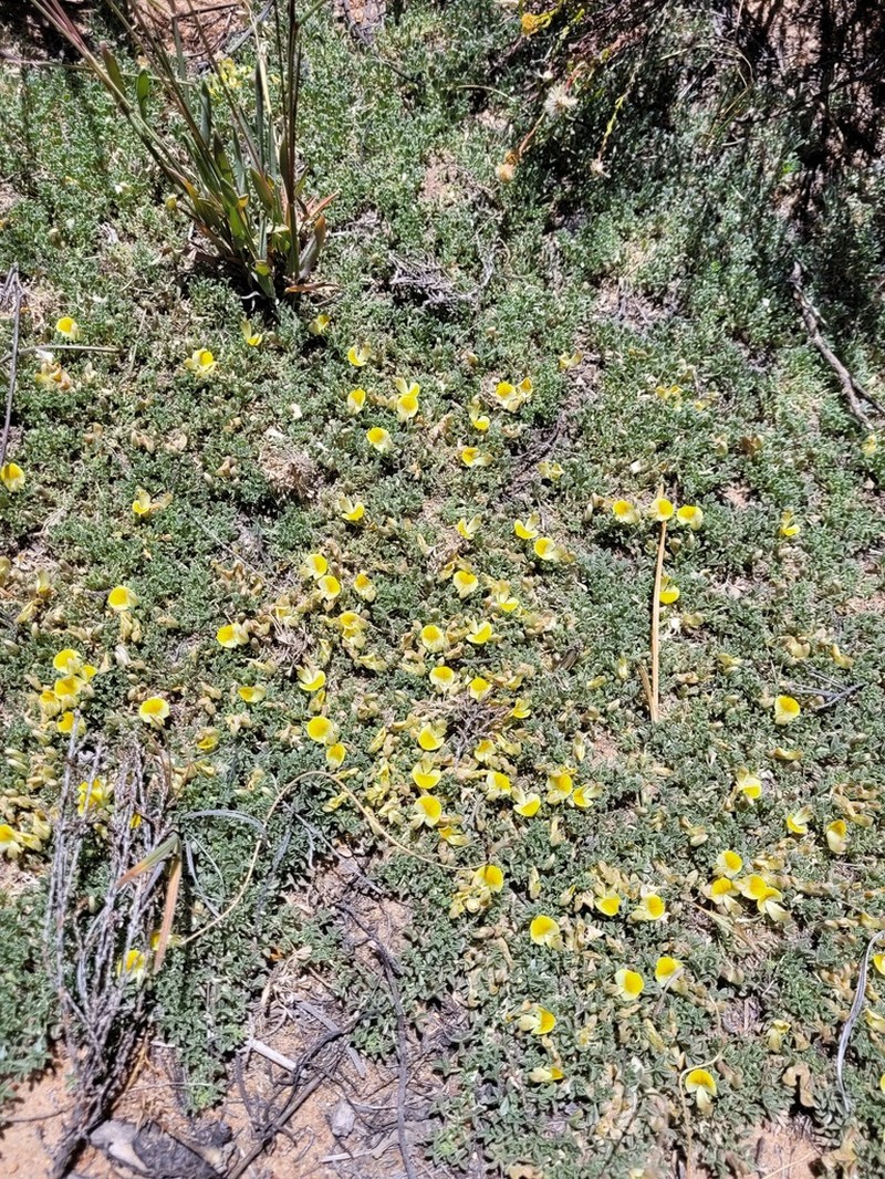 Leobordea mollis photo 3