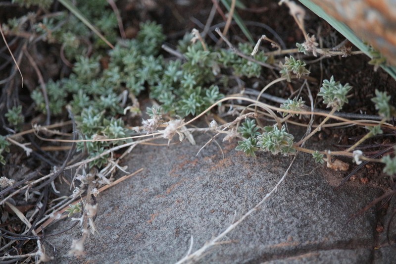 Leobordea mucronata