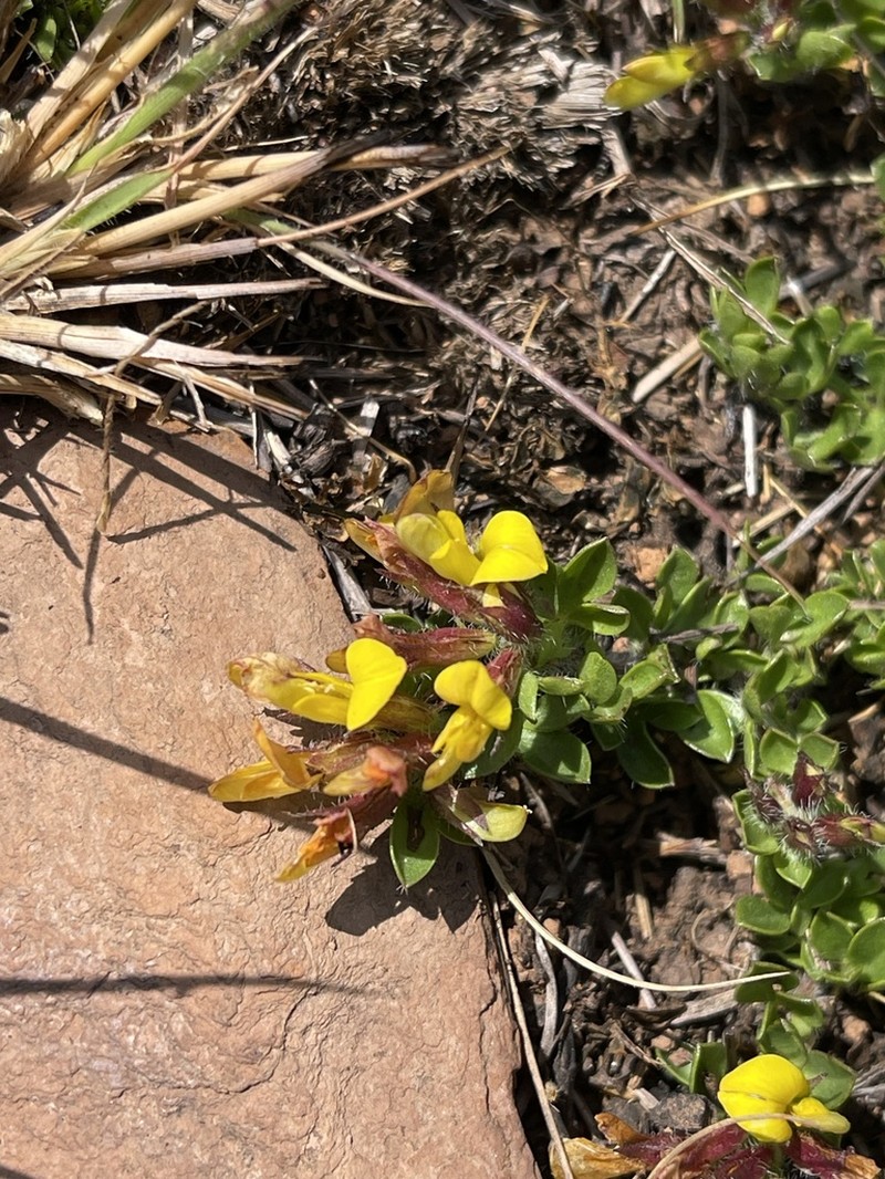 Leobordea mucronata photo 2