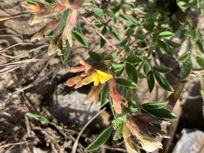 Leobordea mucronata photo 3