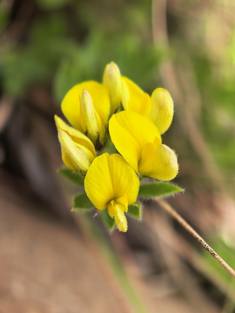 Leobordea mucronata photo 4