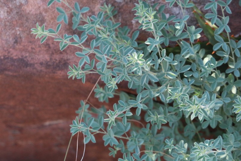 Leobordea mucronata photo 5